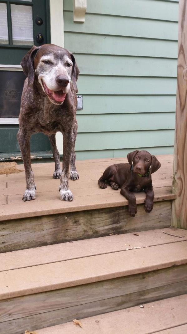 /Images/uploads/Southeast German Shorthaired Pointer Rescue/segspcalendarcontest2018/entries/8856thumb.jpg